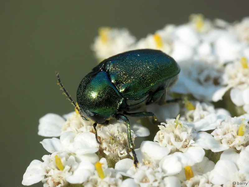 Cryptocephalus (Cryptocephalus) hypochaeridis (Linnaeus, 1758)